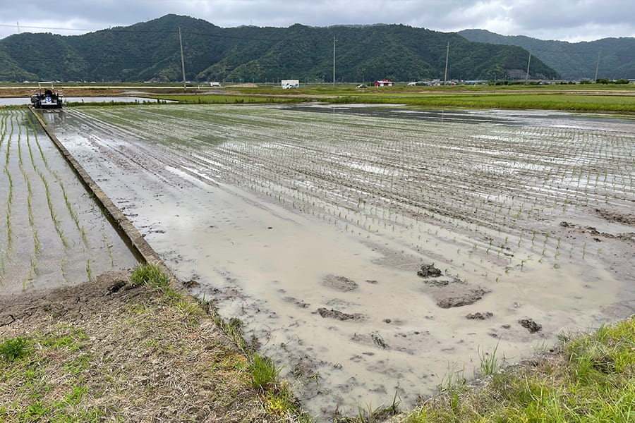 栽培情報