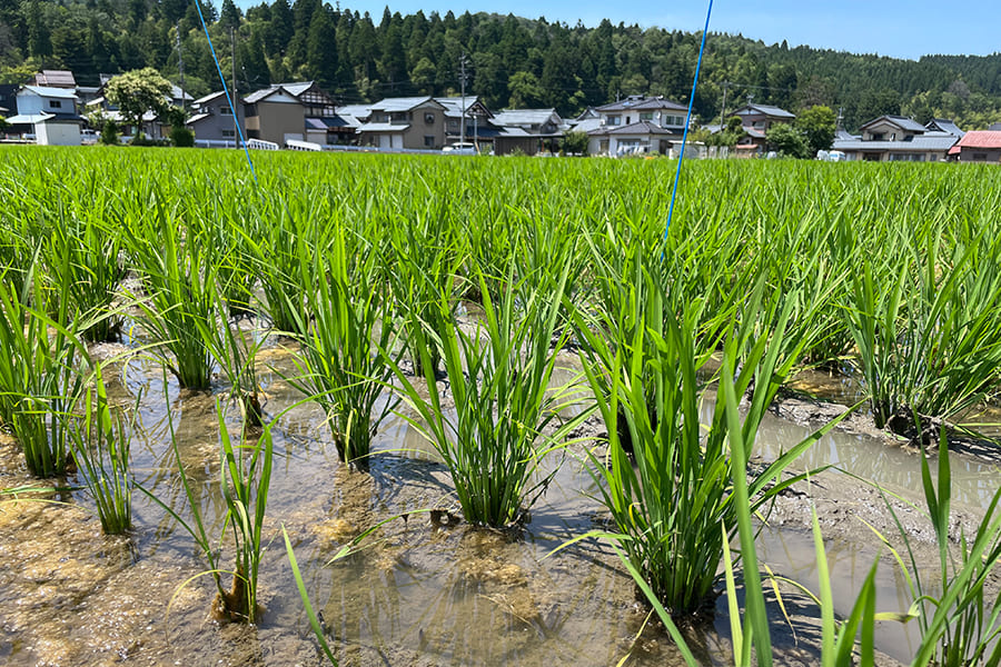 栽培情報