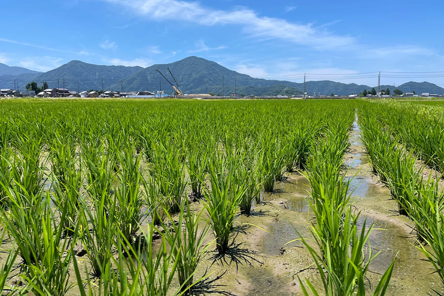 栽培情報