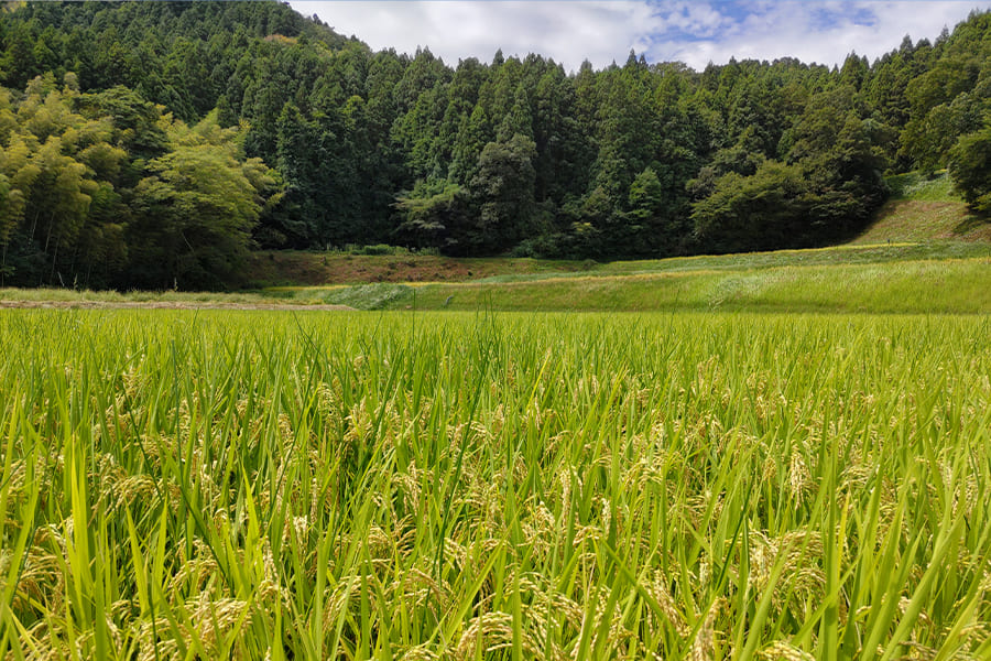 いちほまれ栽培情報