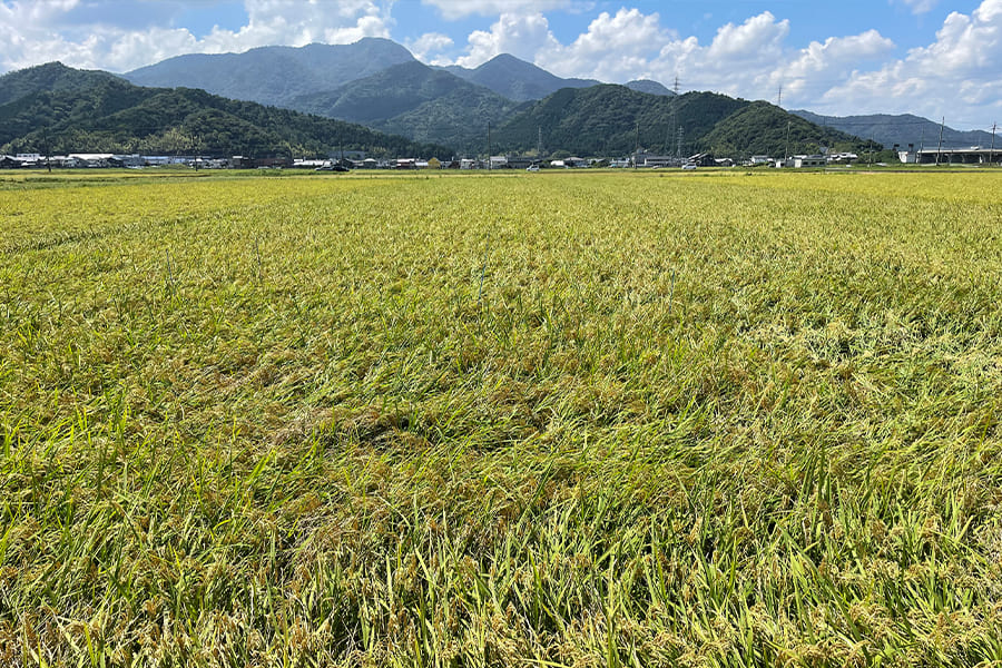 栽培情報