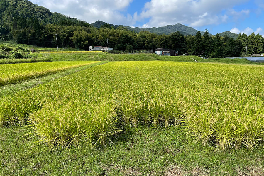 栽培情報