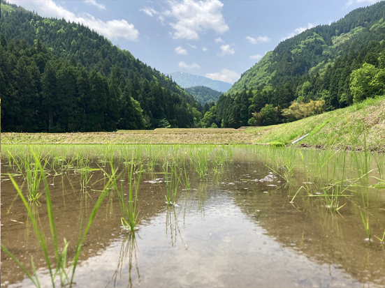 栽培情報