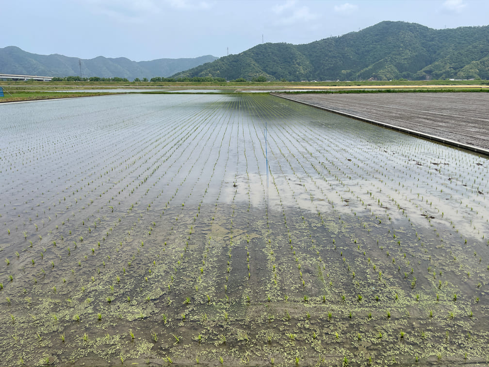 栽培情報