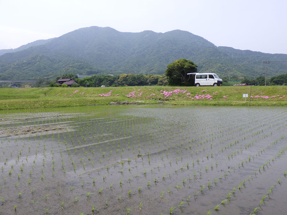 栽培情報