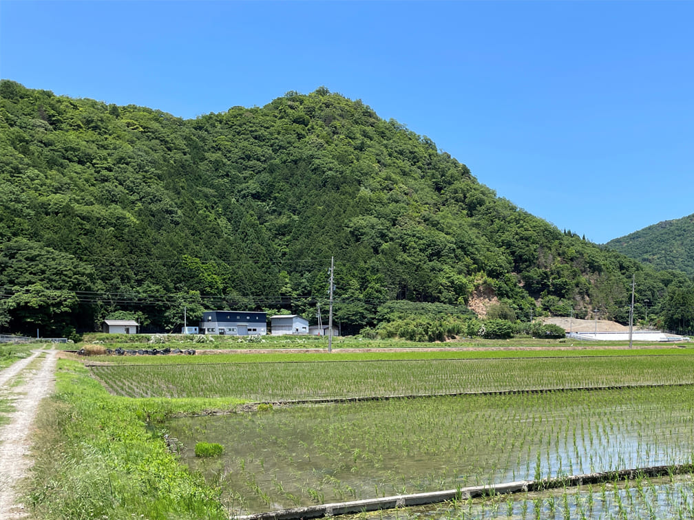 栽培情報