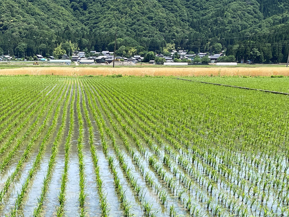 栽培情報