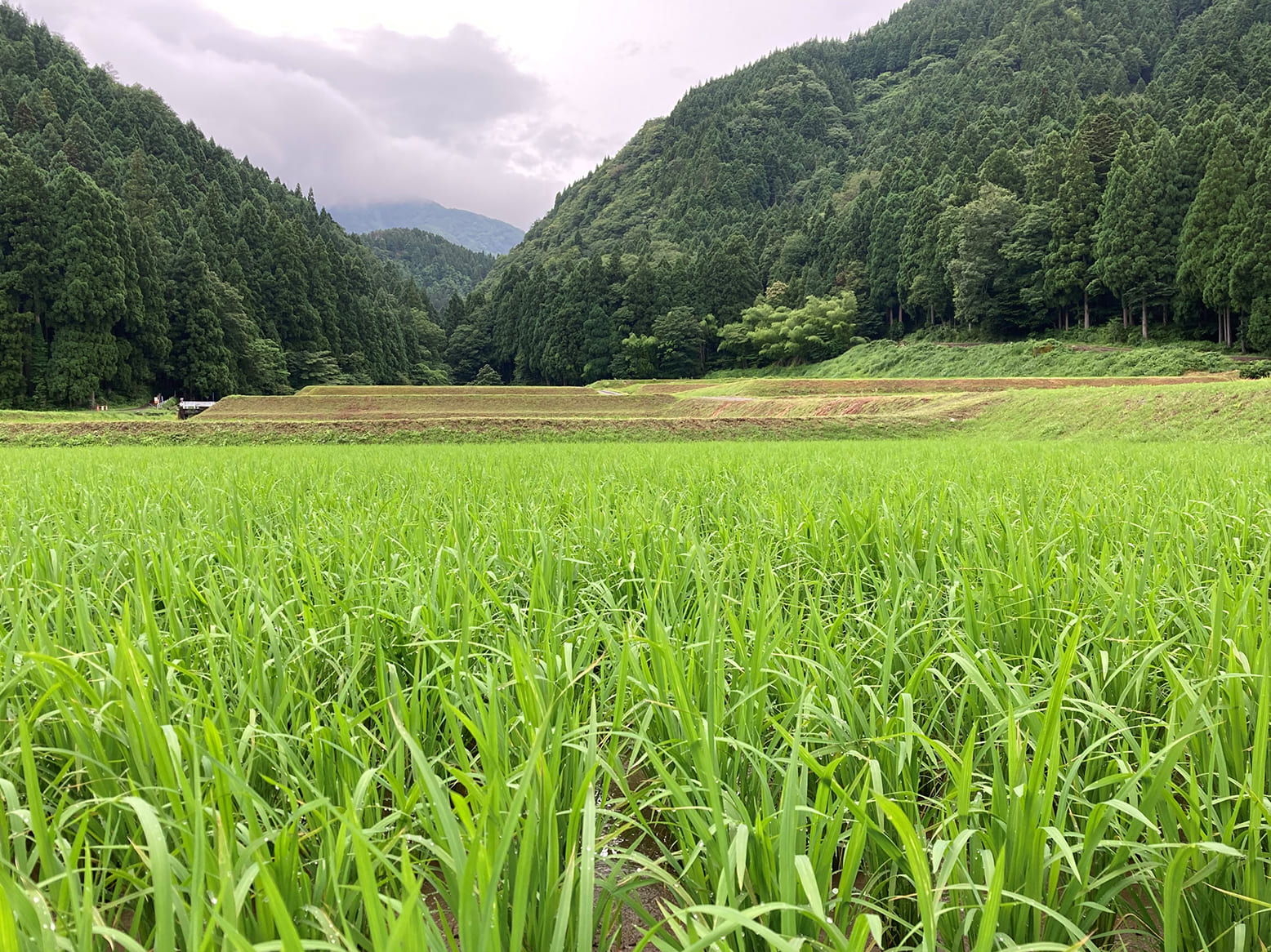 栽培情報