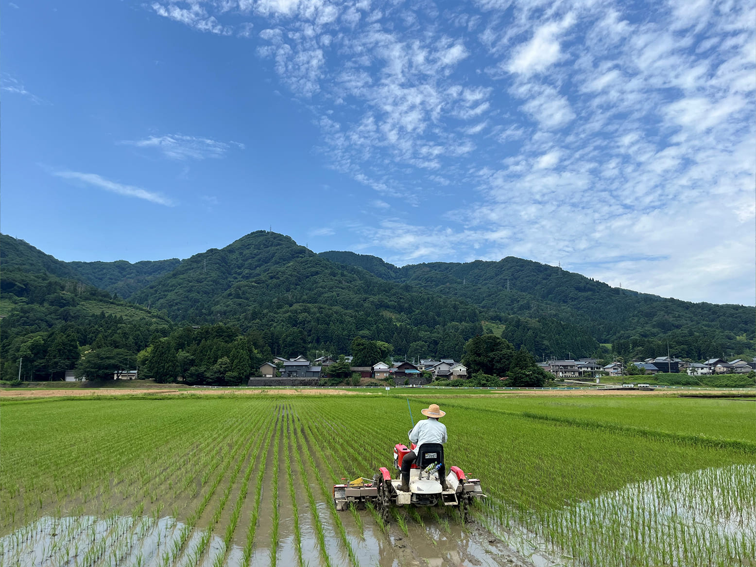 栽培情報