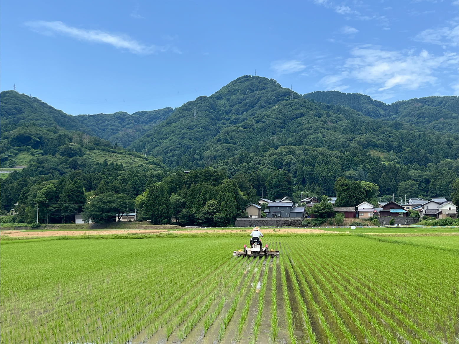栽培情報