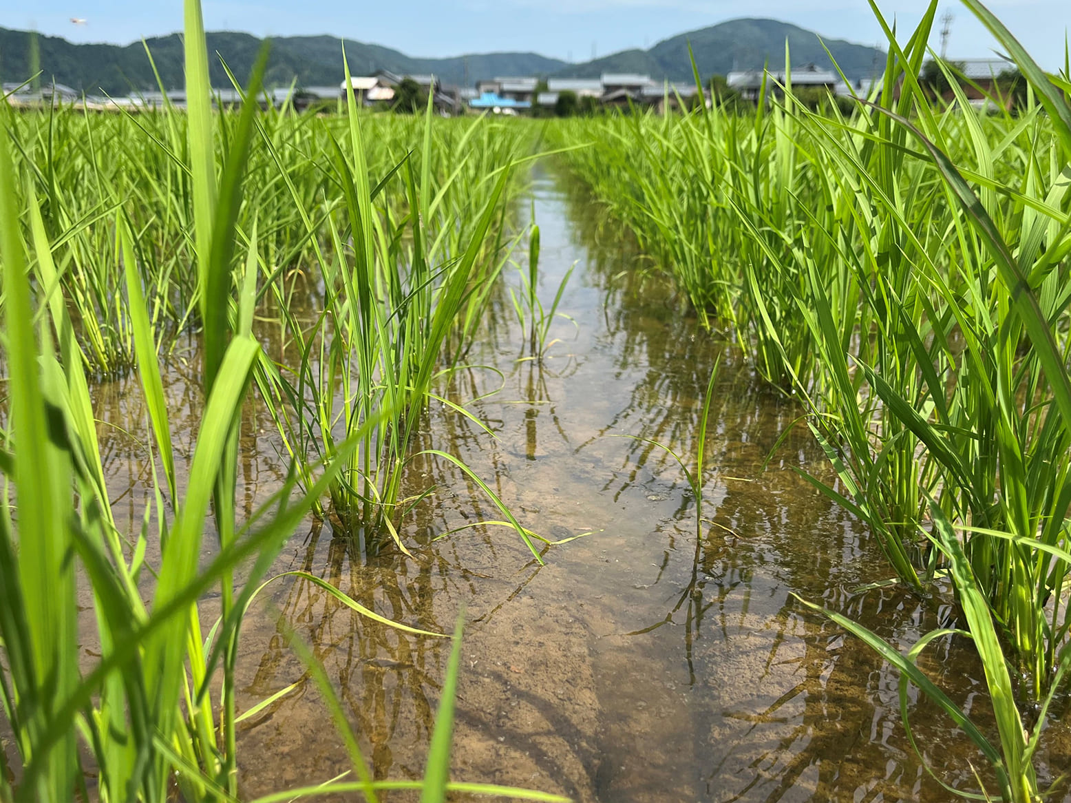 栽培情報