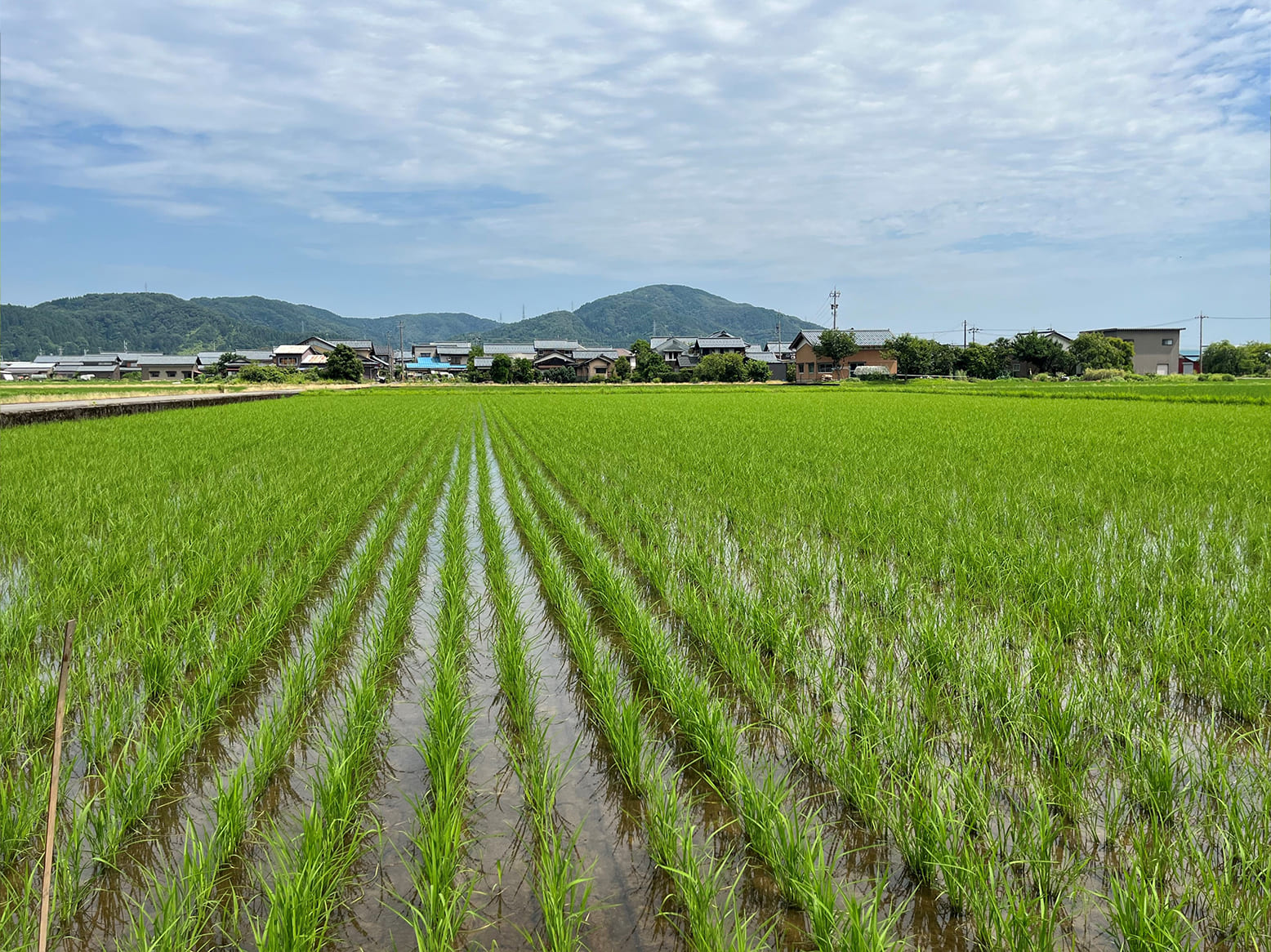 栽培情報