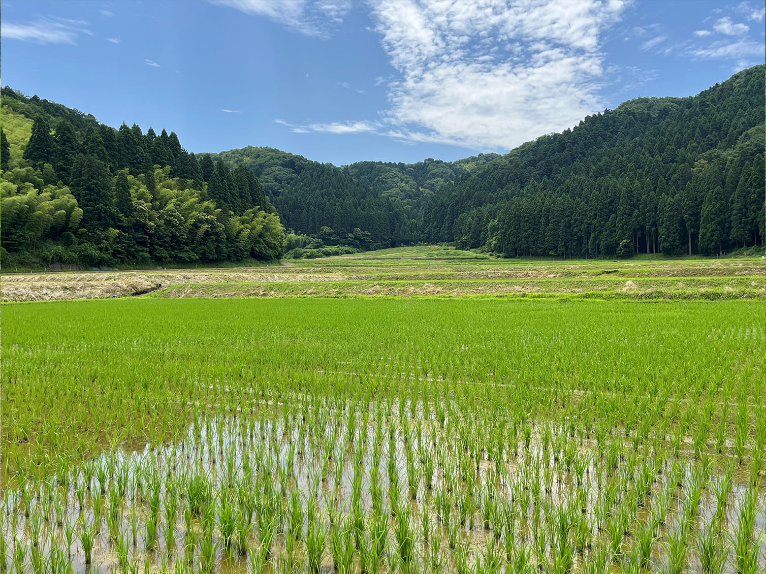 栽培情報