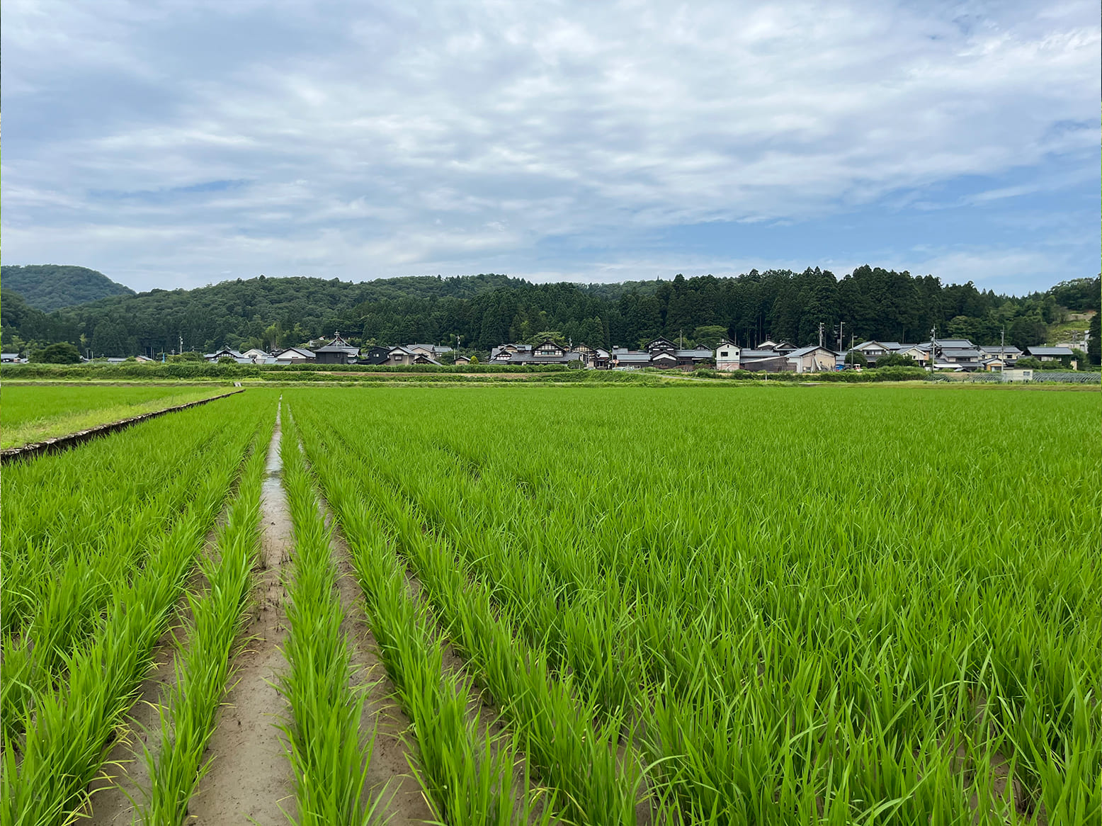 栽培情報