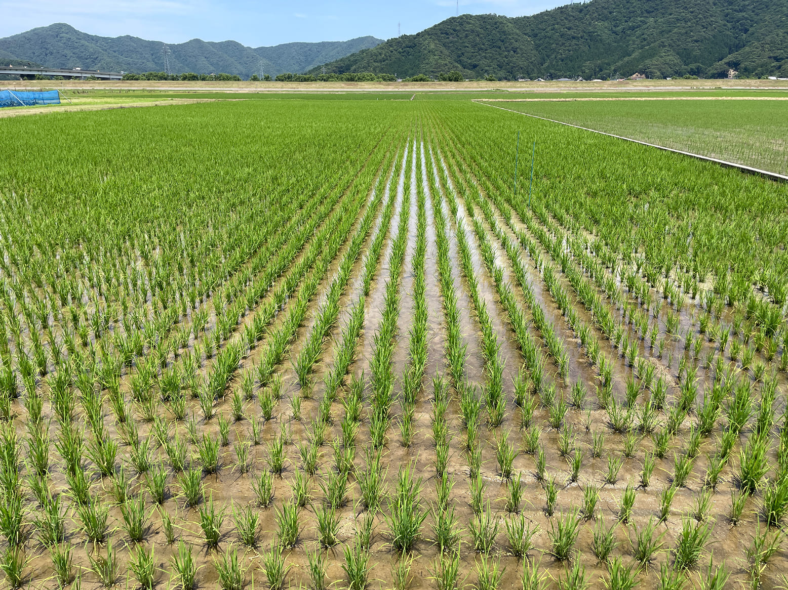 栽培情報