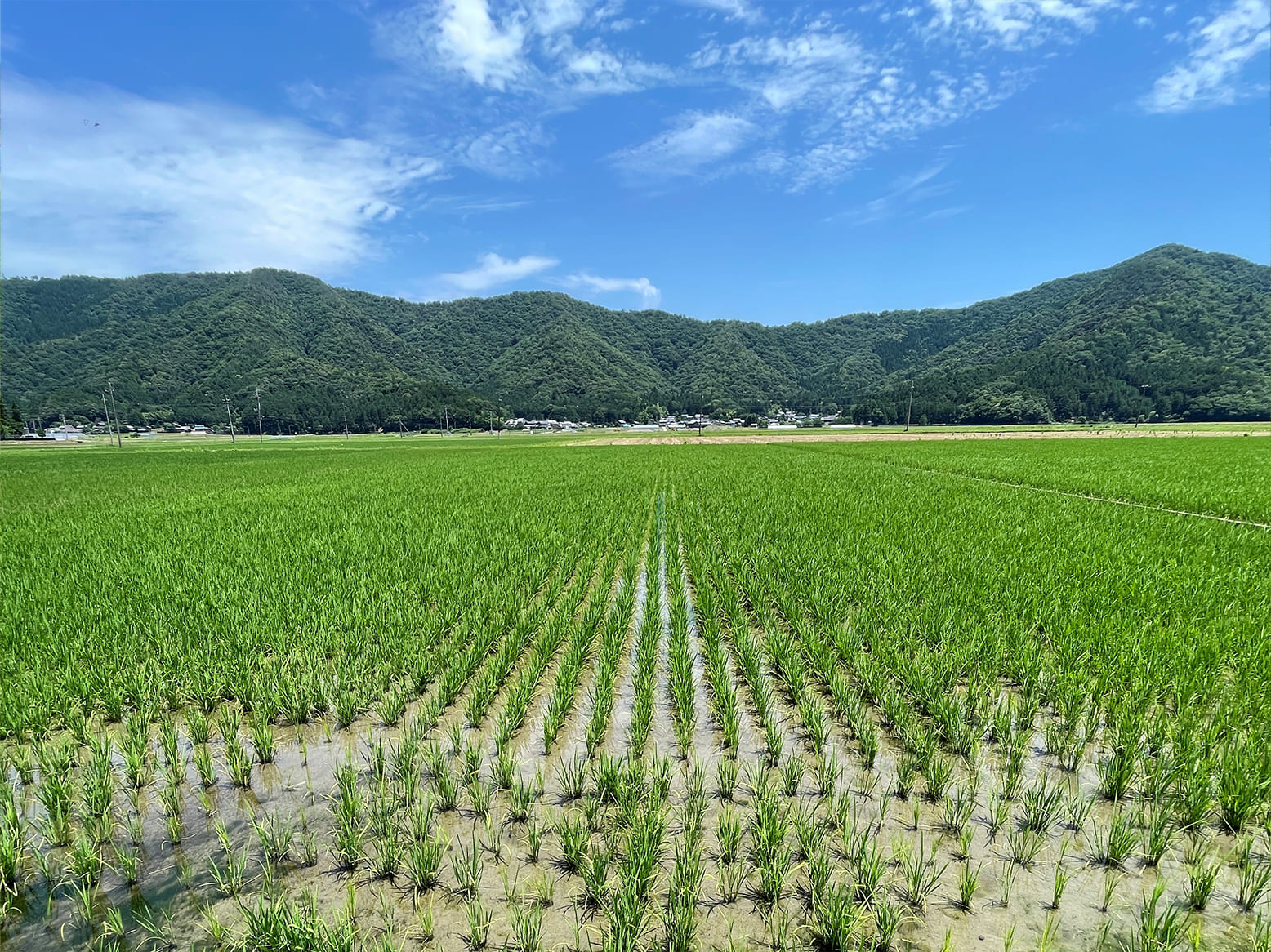 栽培情報