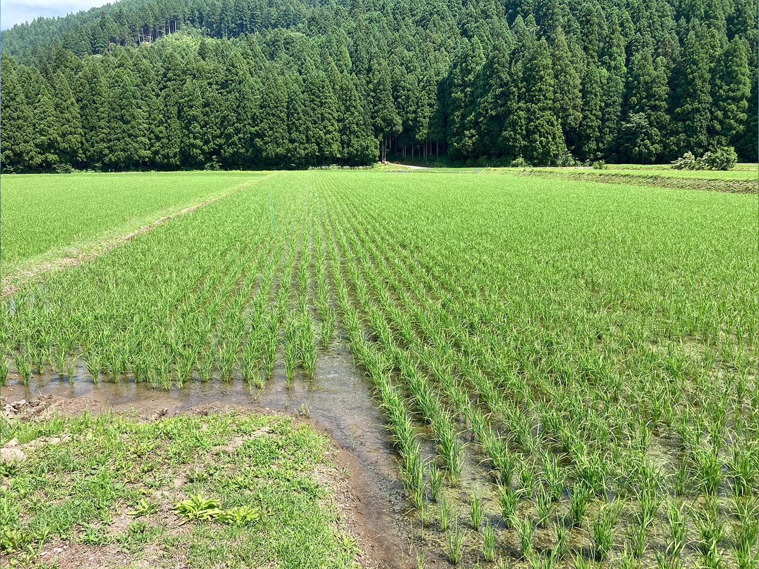 栽培情報