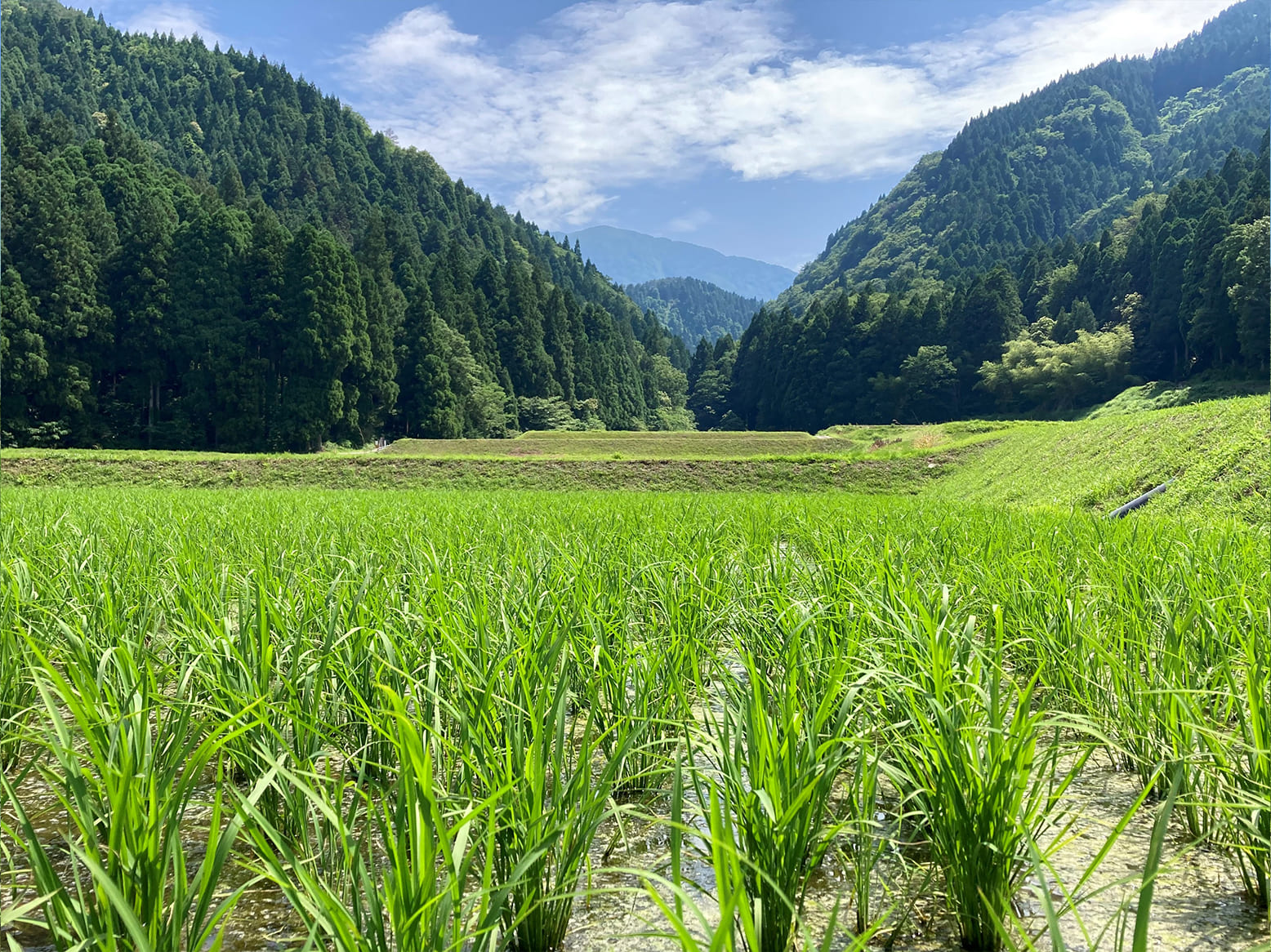 栽培情報