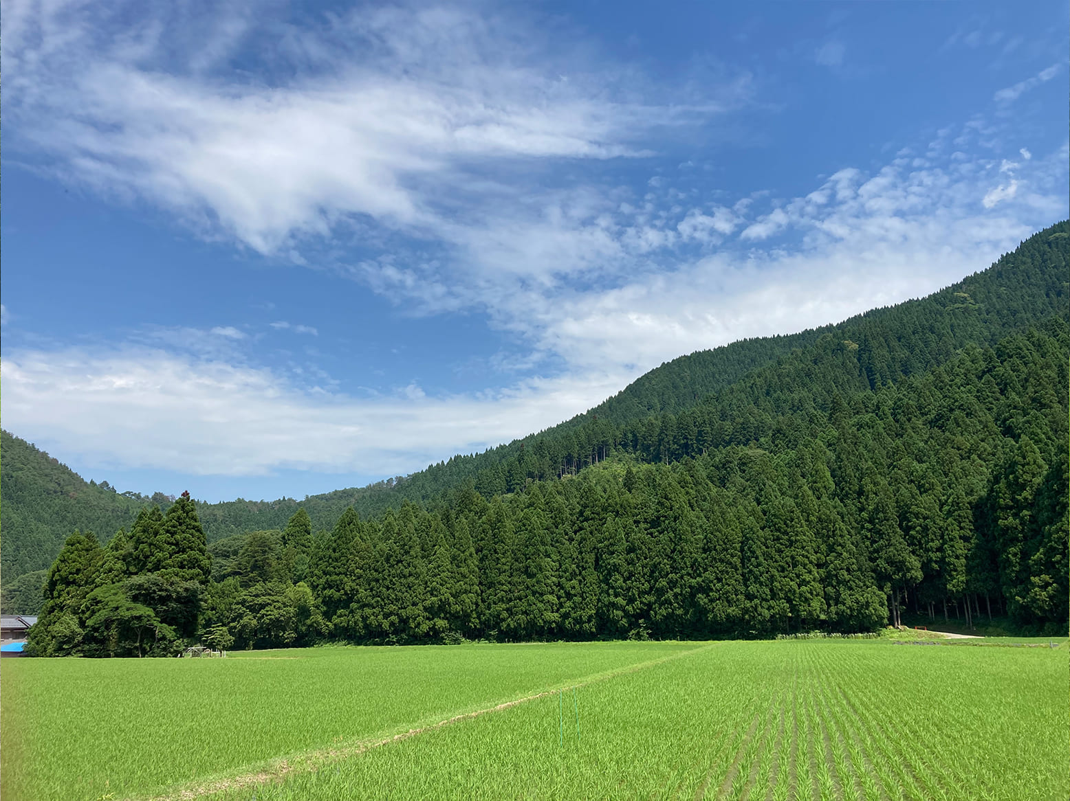 栽培情報