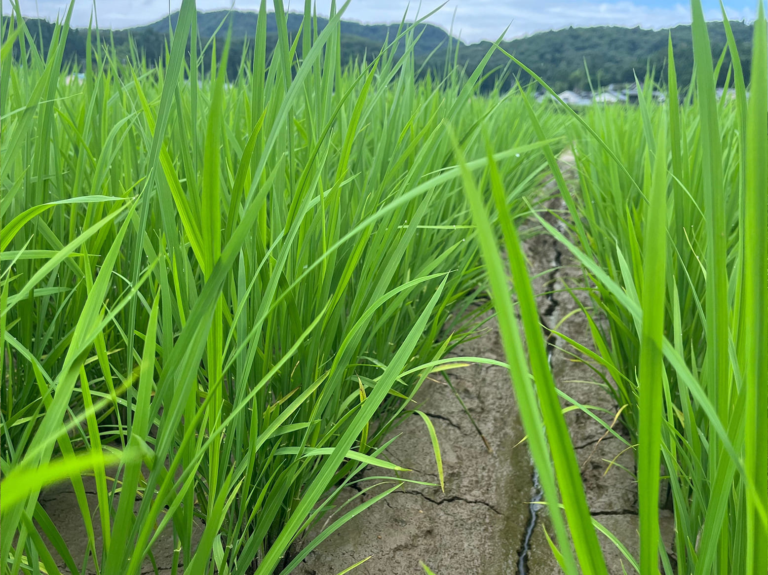 栽培情報