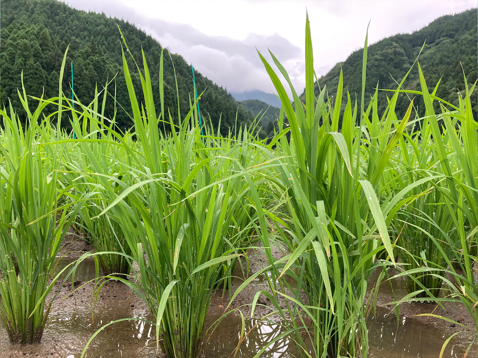 栽培情報