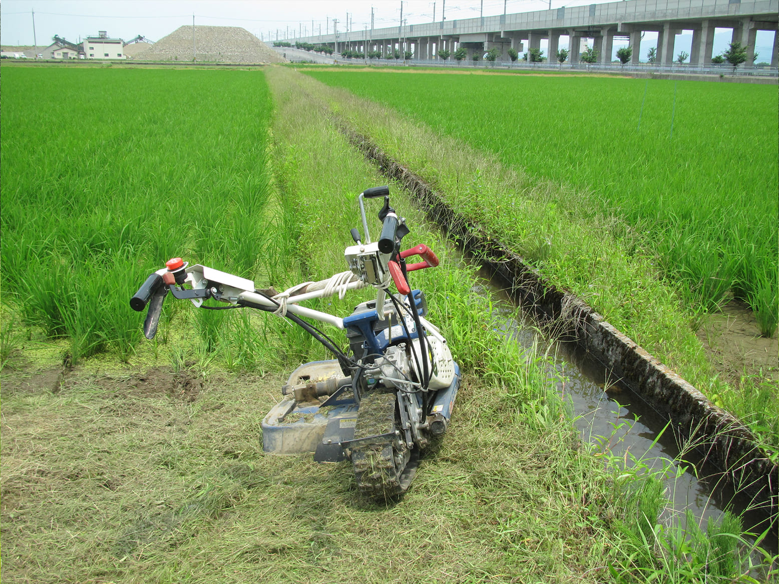 栽培情報