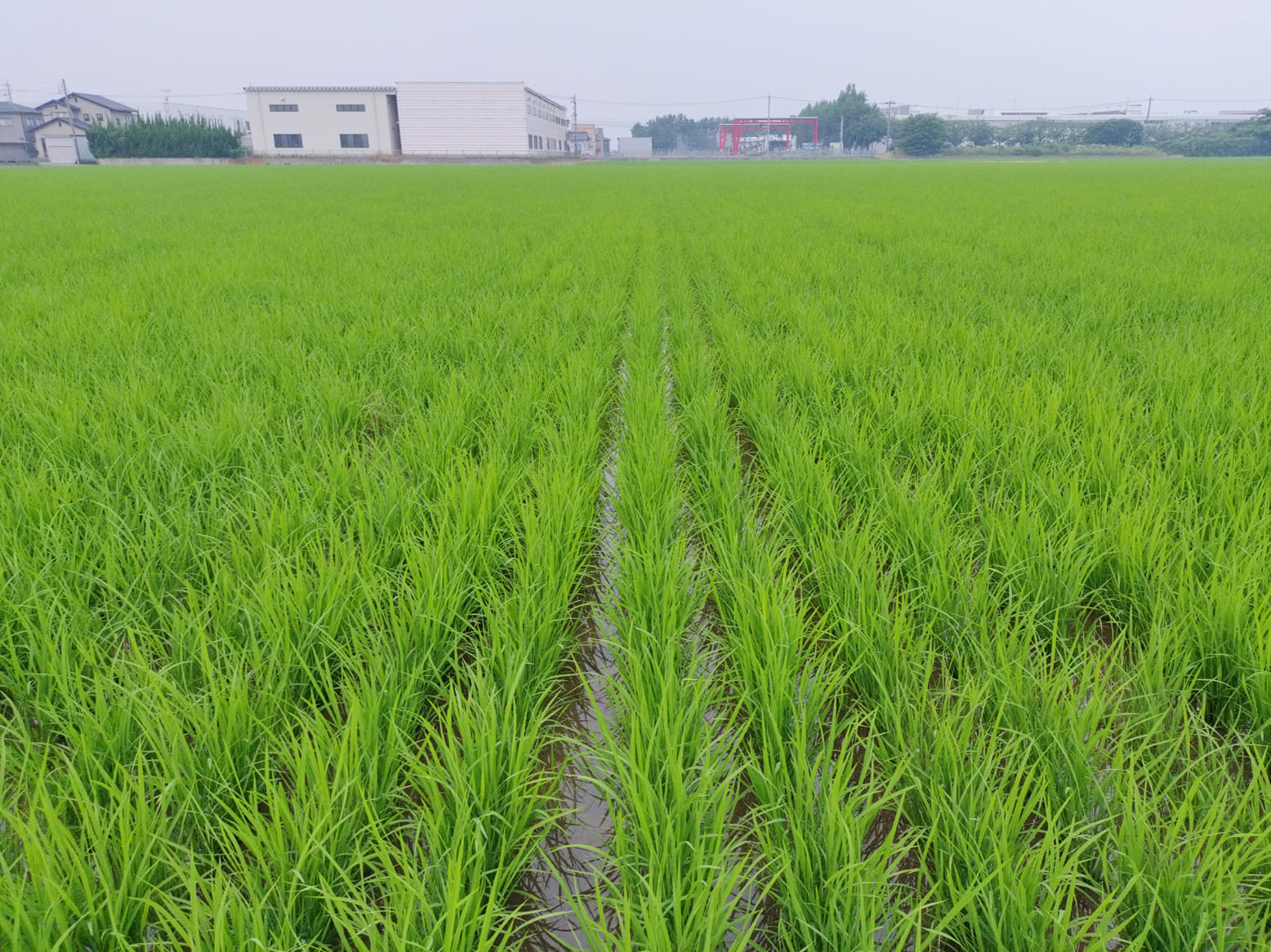 栽培情報