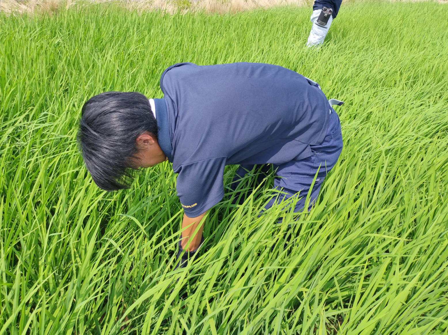 栽培情報
