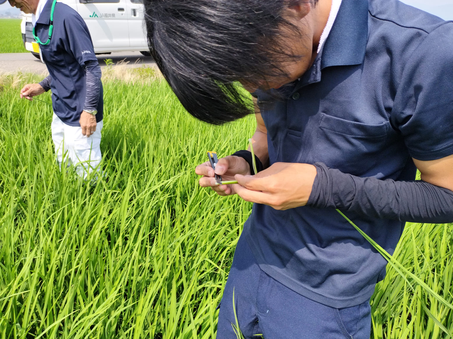 栽培情報