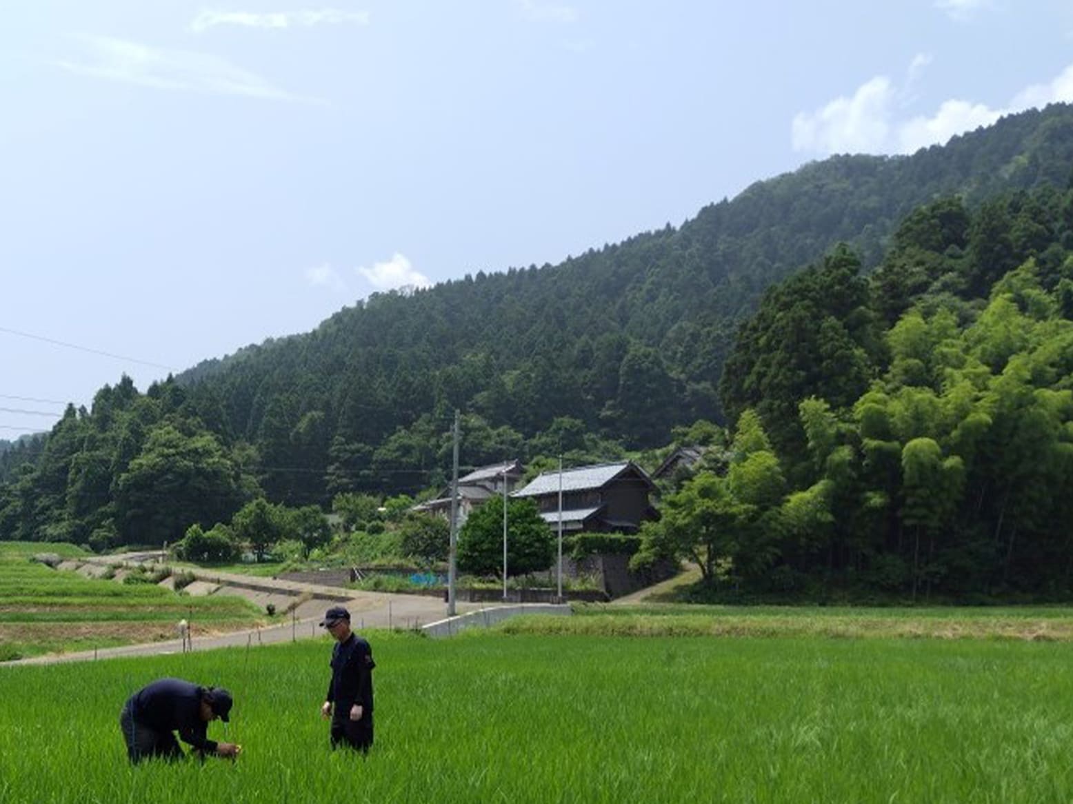 栽培情報