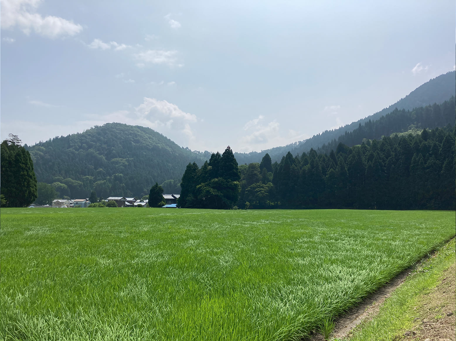 栽培情報