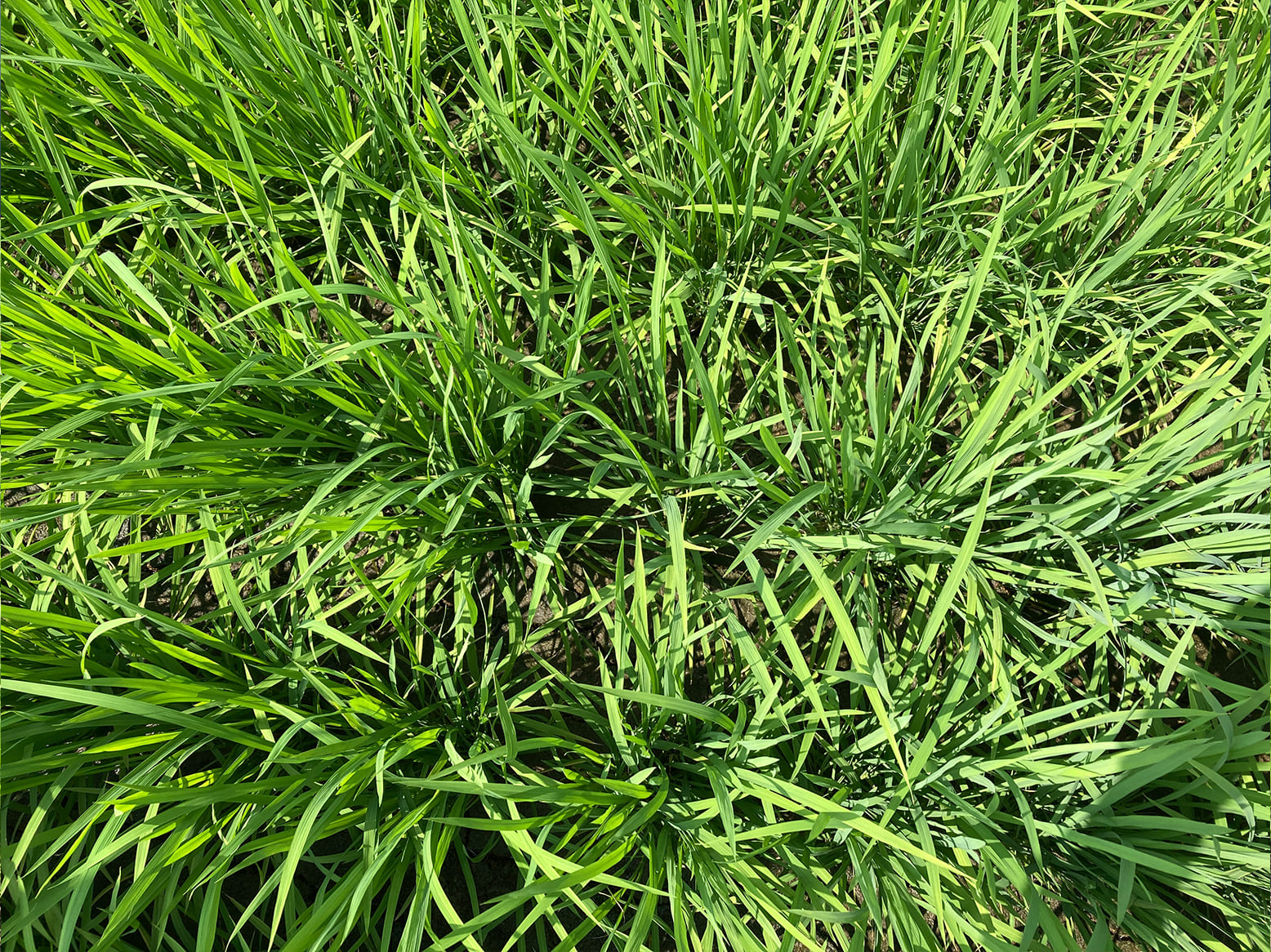 栽培情報