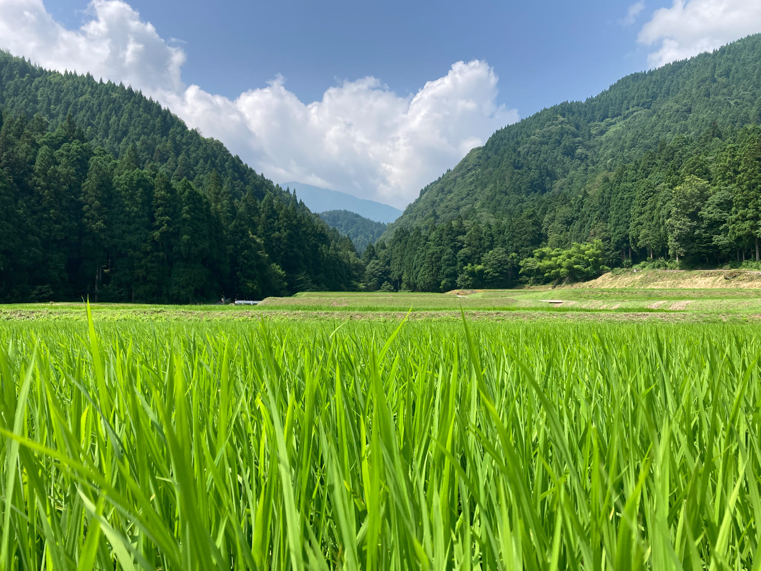 栽培情報