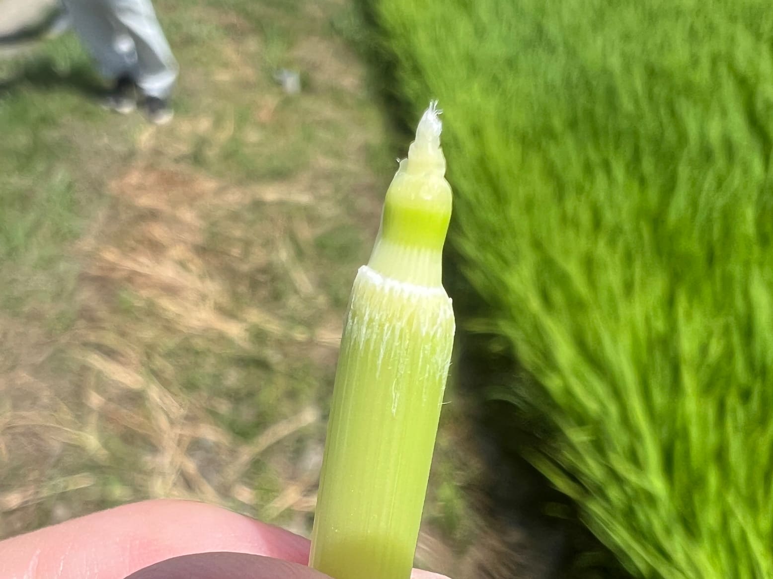 栽培情報