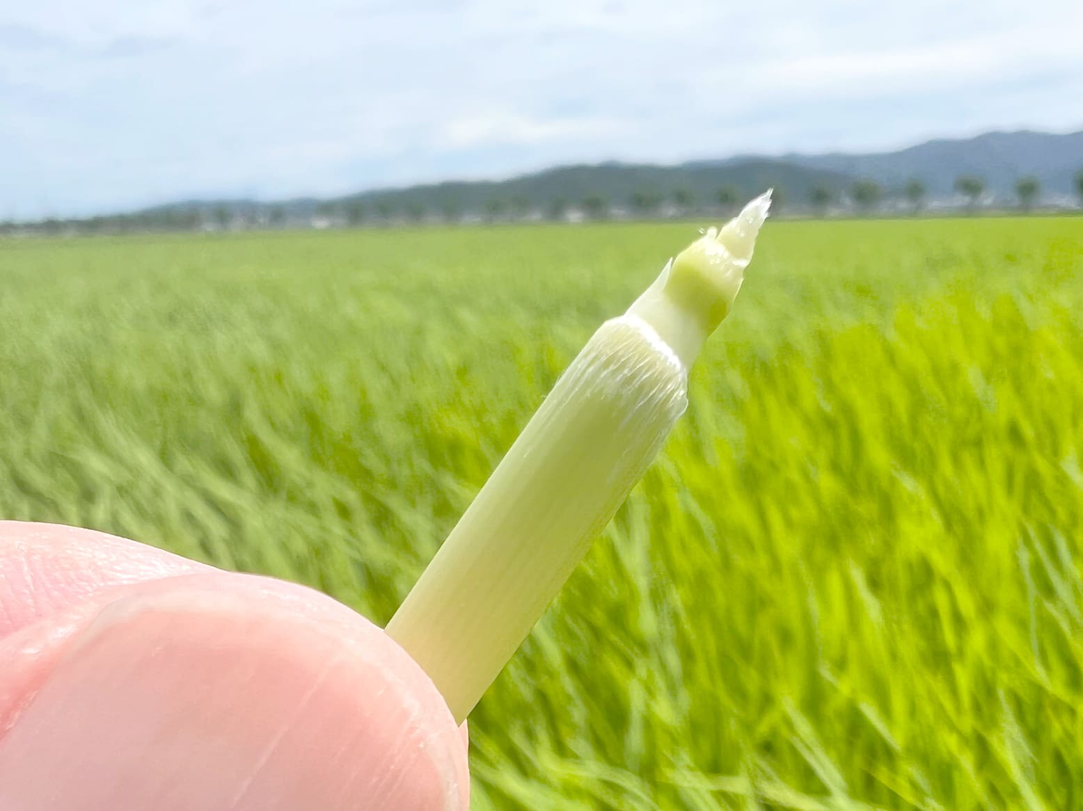 栽培情報