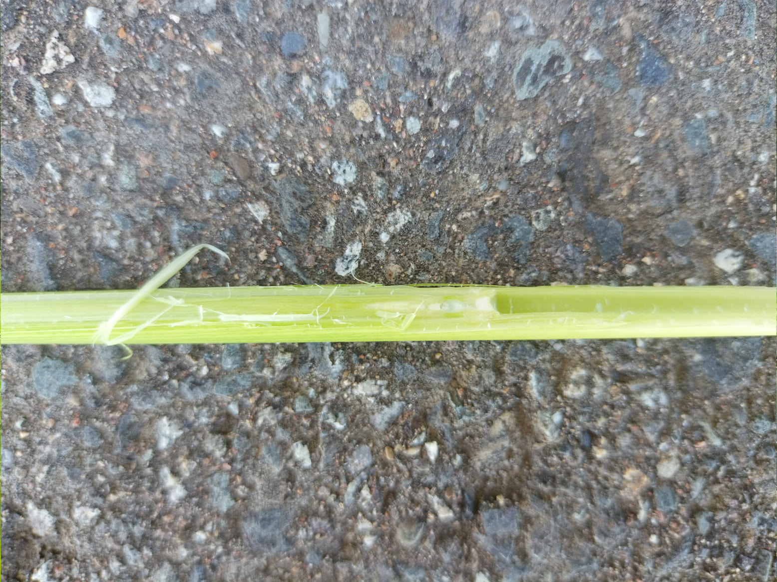 栽培情報