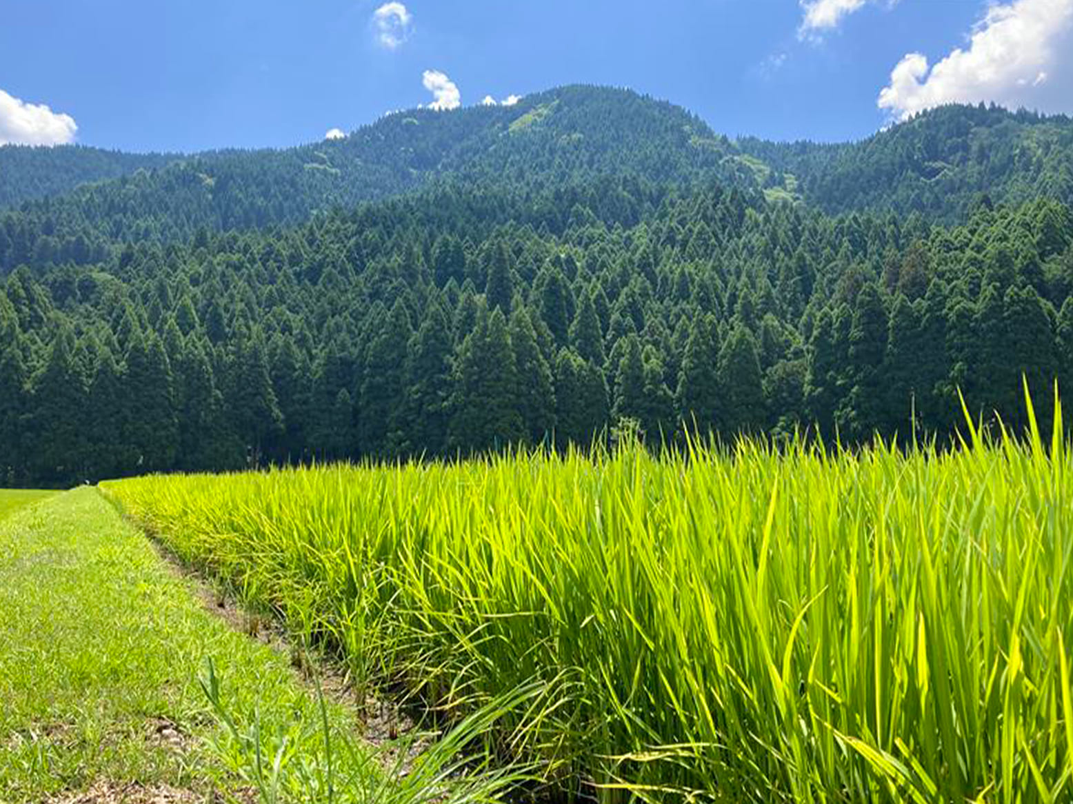 栽培情報